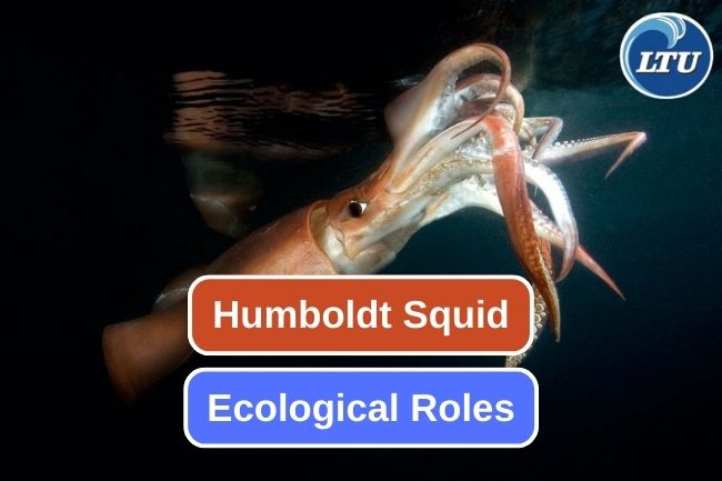The Humboldt Squid's Ecological Roles in Marine Ecosystems